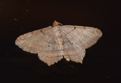 Macaria multilineata