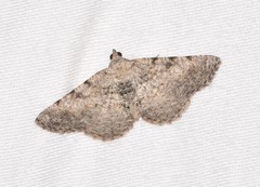 Digrammia gnophosaria