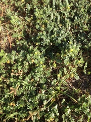 Tribulus terrestris