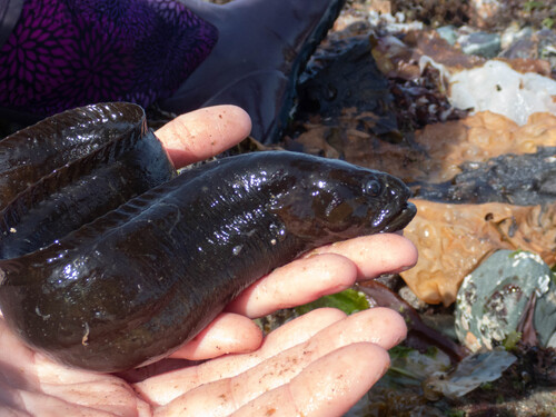 Rock prickleback (Xiphister mucosus) — Stichaeidae — 4