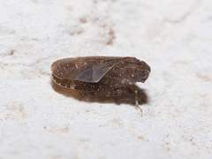Opsiplanon luella