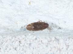 Opsiplanon luella