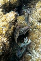 Neoniphon vexillarium