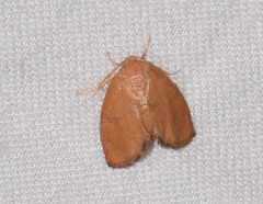 Heterogenea shurtleffi