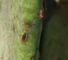 Hesperolabops gelastops