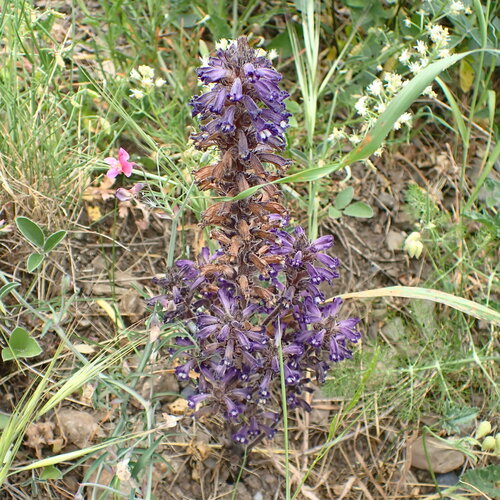 Lavender Broomrape (Phelipanche lavandulacea)
