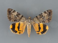 Catocala desdemona