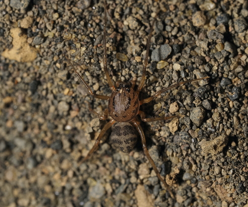 Scytodes canariensis