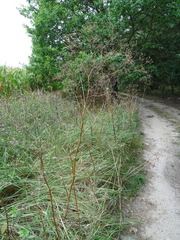 Chaerophyllum bulbosum