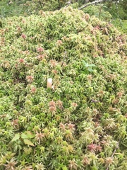 Sphagnum magellanicum