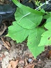 Poison Ivy Leaf Spot - Photo (c) Sequoia Janirella Wrens, some rights reserved (CC BY-NC), uploaded by Sequoia Janirella Wrens