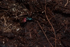 Brachygnathus angusticollis