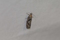 Zeiraphera canadensis