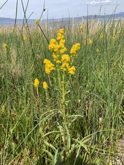 Solidago spectabilis