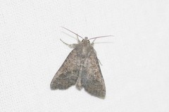 Parastichtis suspecta