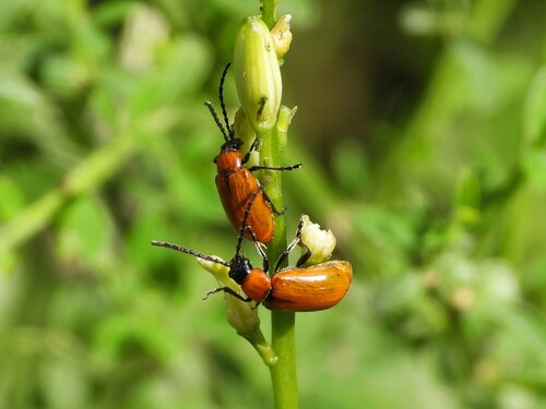 Daffodil Leaf-beetle, 13868 Casa del Bosco BI, Italia, photo 9 of 10