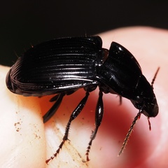 Abax ovalis