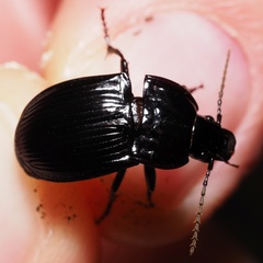 Abax ovalis