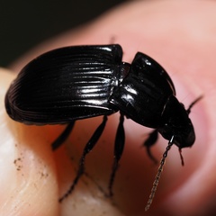 Abax ovalis