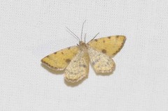 Macaria sulphurea