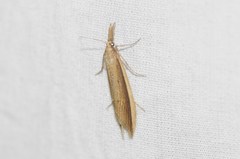 Donacaula albicostellus