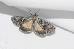 Syngrapha octoscripta