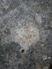 Protoblastenia rupestris