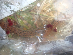 Necturus beyeri