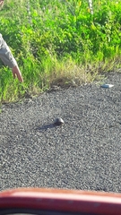 Kinosternon scorpioides