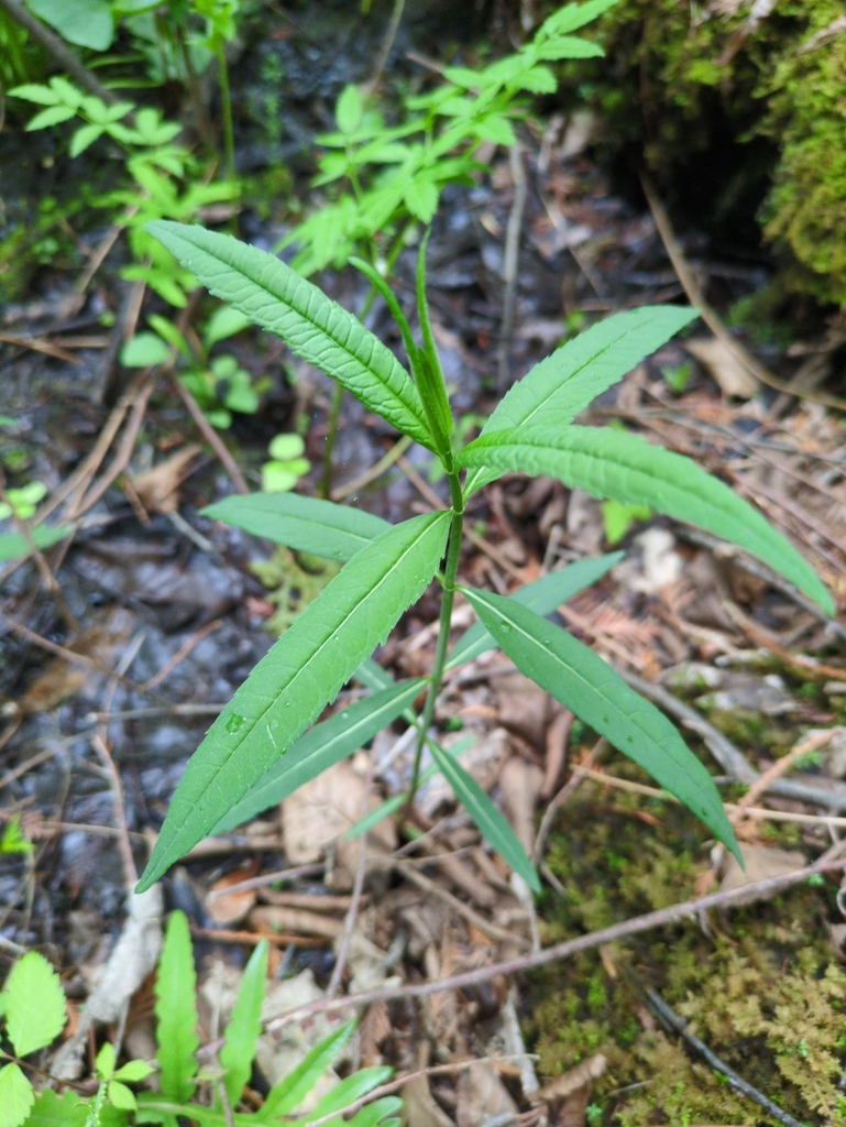 Chelone glabra, Dorchester, ON N0L 1G5, Canada