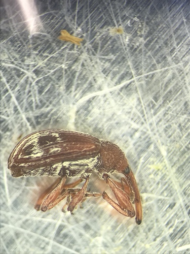 Red Winecup Weevil photo 3