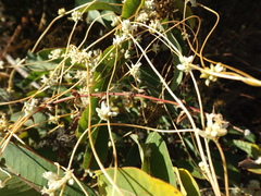 Cuscuta subinclusa