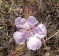 Agalinis densiflora