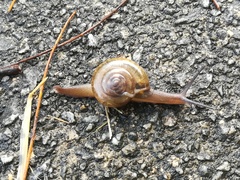 Macrochlamys nitidissima