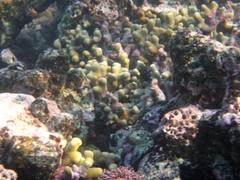 Porites porites