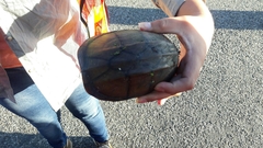 Kinosternon scorpioides