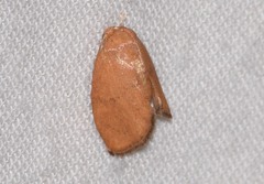 Heterogenea shurtleffi