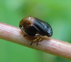 Clastoptera saintcyri