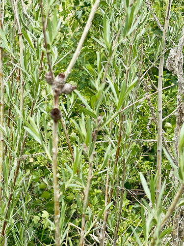 Unknown species found near Pocatello, ID, US