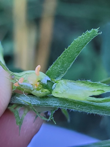 Dasineura medicaginis
