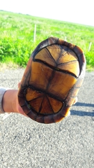 Kinosternon scorpioides