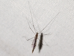Gonomyia pleuralis