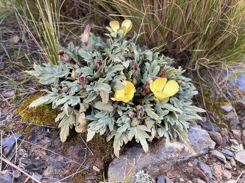 Acaulimalva weberbaueri (Acaulimalva weberbaueri)
