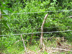 Myiophobus crypterythrus