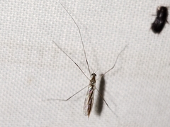 Gonomyia puer