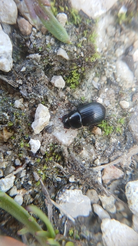 Ammoecius dentatus