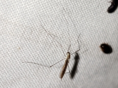 Gonomyia puer