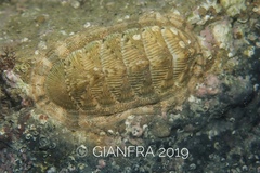 Rhyssoplax olivacea