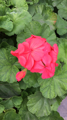 Pelargonium × hybridum