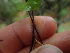 Muehlenbeckia complexa grandifolia